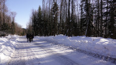 Як Ужанський нацпарк став на бік руйнування Карпат, а надлісництва через вітряки втратили сертифікати FSC